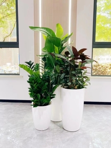 宁波镇海绿化修剪价格实惠